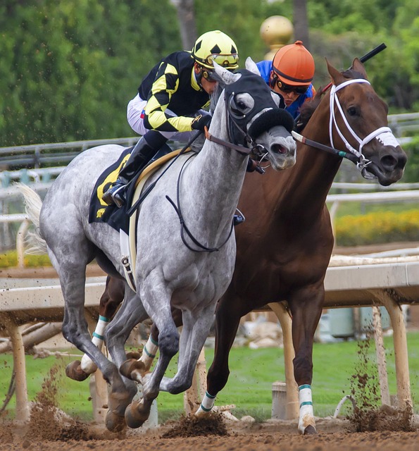 伊斯科的赛 伊斯科的赛